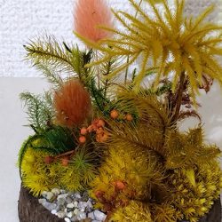 苔工房アイモス